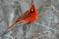 Cardinals Gallery