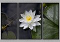 081808_9981-TRI