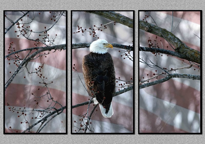 030105_2989-Flag-TRI.jpg