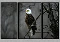 022504_8625L-TRI