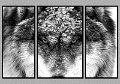 030607_9317TS-BW-TRI
