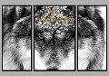 030607_9317TS-BW-WSC-TRI