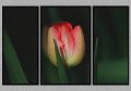042406_7611-TRI