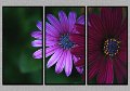 052607_6480-TRI