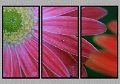 052607_6532-TRI