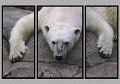 082304_9673-TRI
